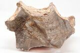 Devonian Petrified Wood From Oklahoma - Oldest True Wood #198035-1